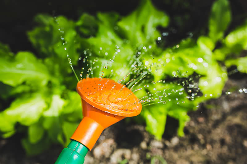 Watering the plants