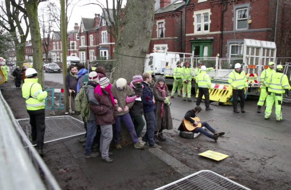 Sheffield Street Trees